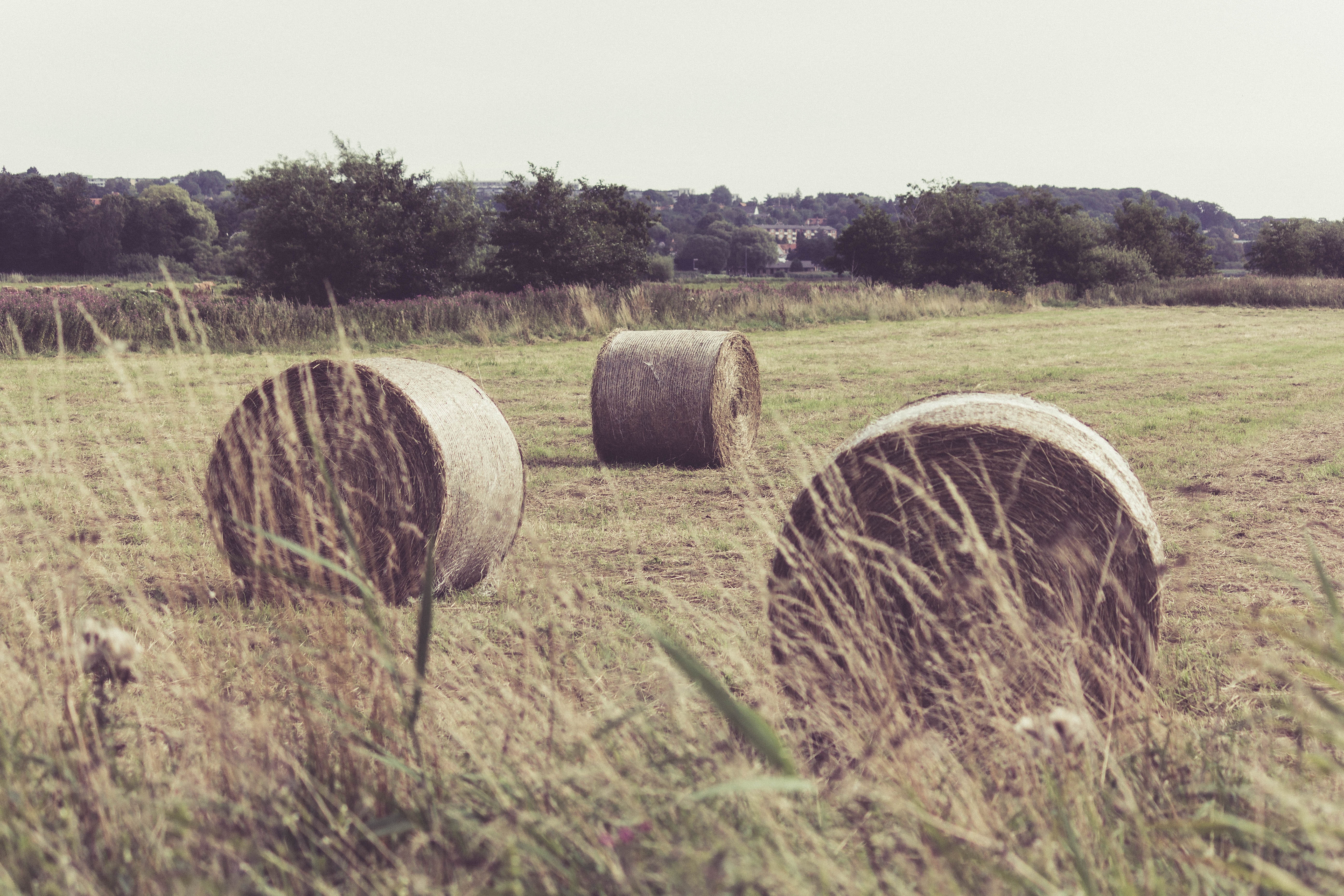 Landwirtschaft