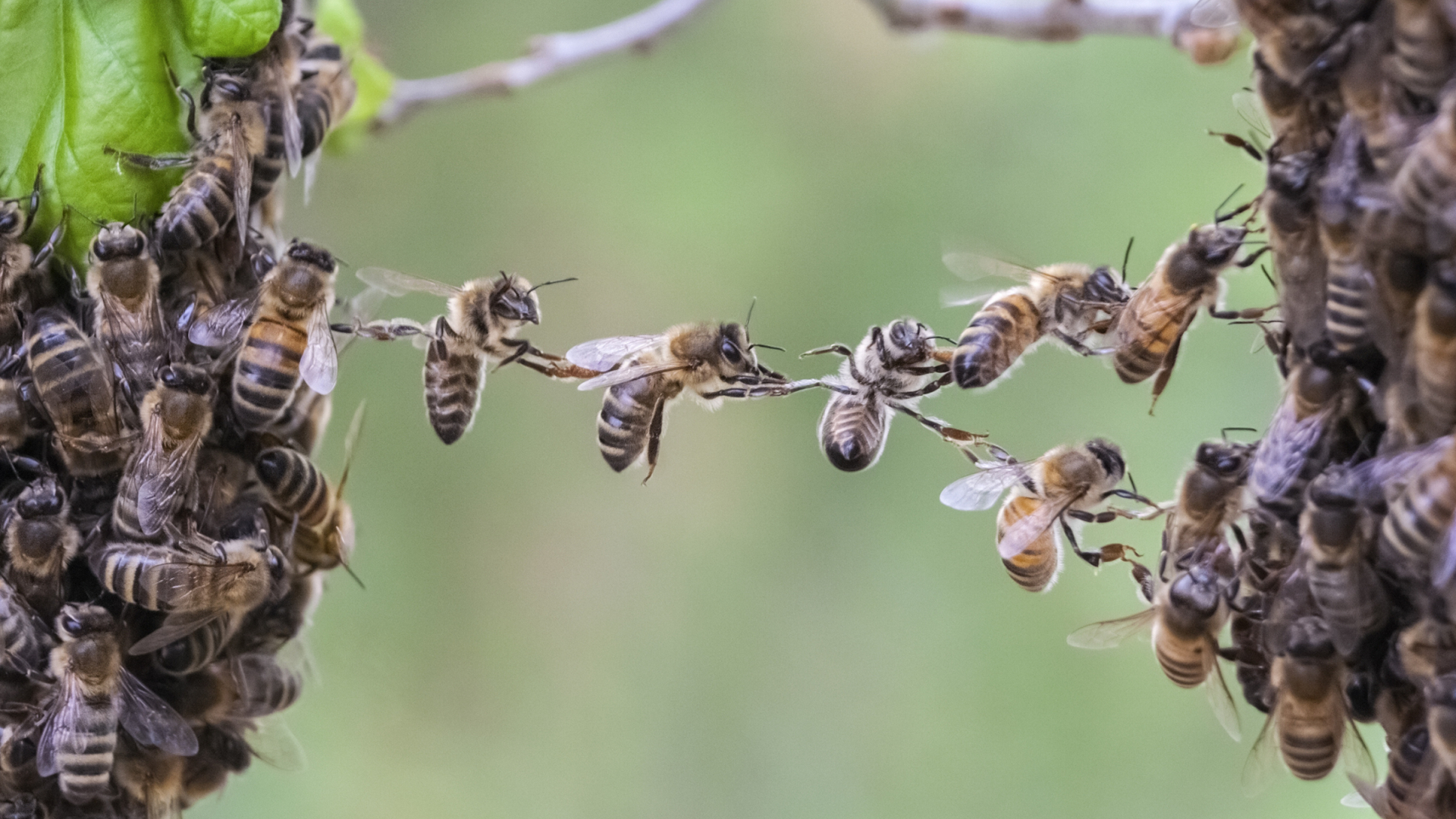 Bienen bilden gemeinsam eine Brücke zwischen zwei Baumstämmen