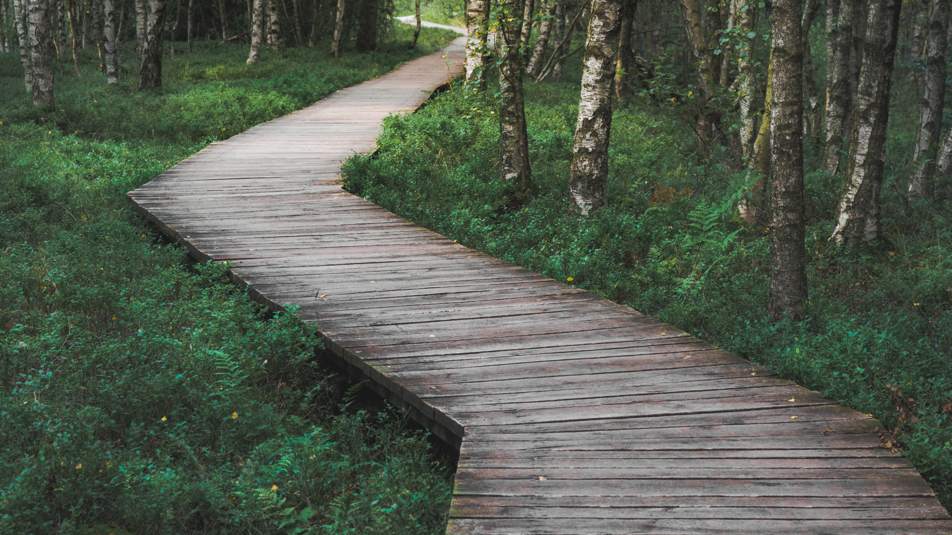 Holzweg im Wald