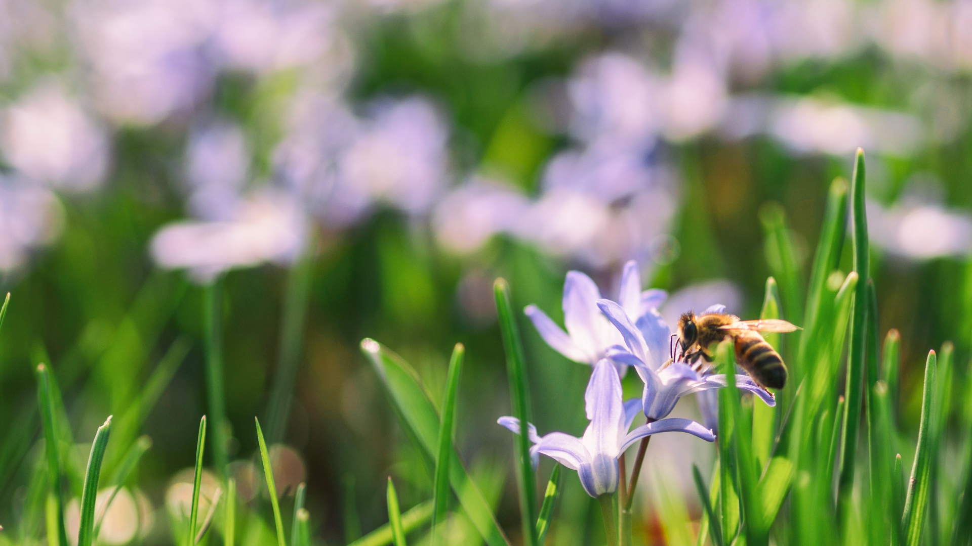 Wiese mit Blumen und einer Biene