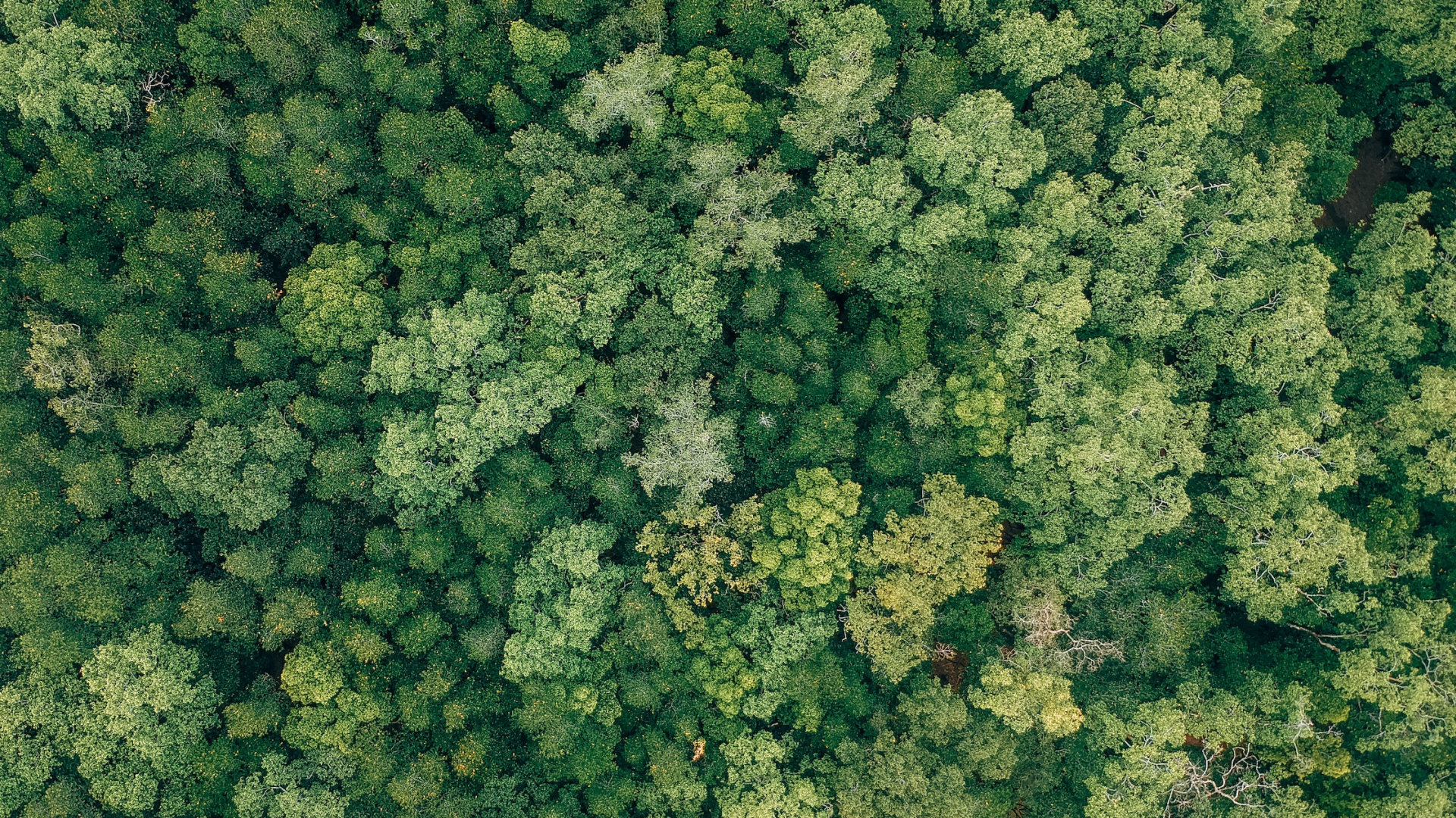 ukrainischer Wald aus der Vogelperspektive fotografiert