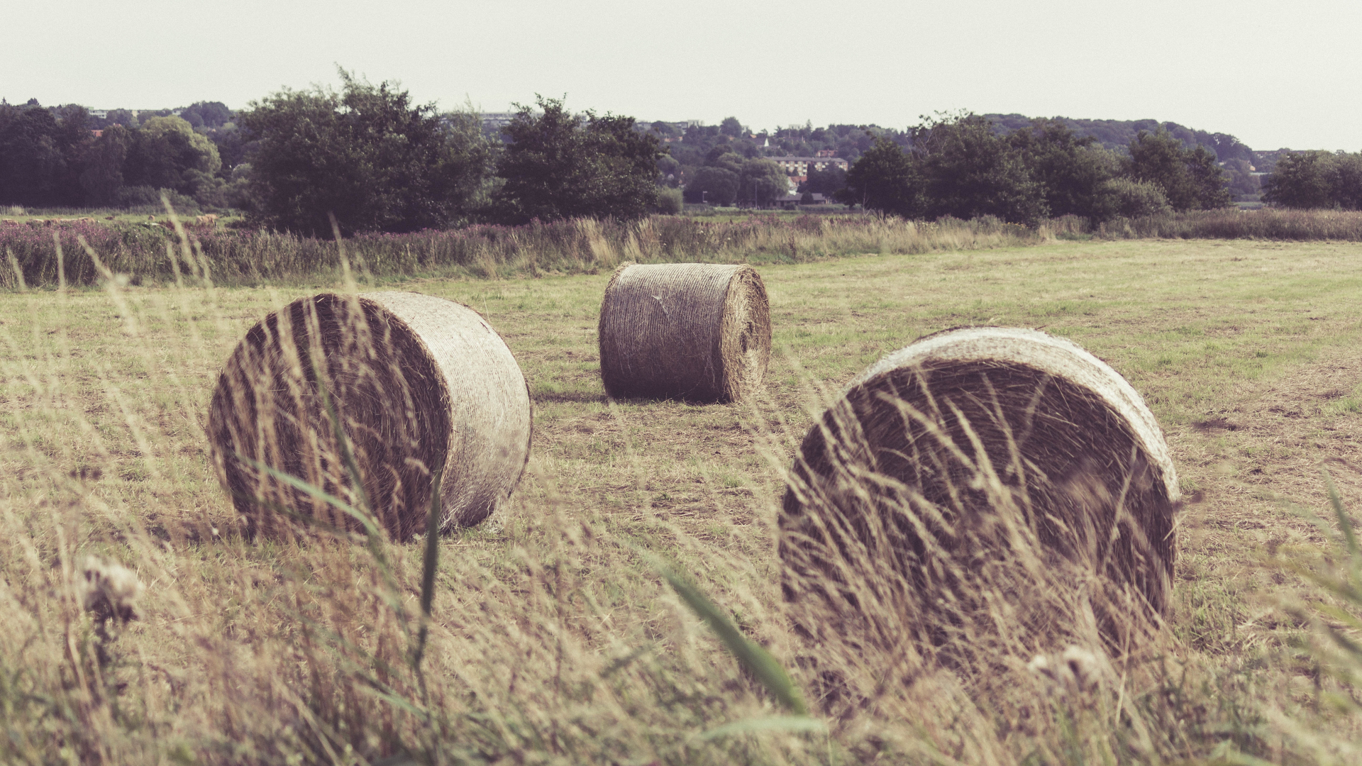 Landwirtschaft