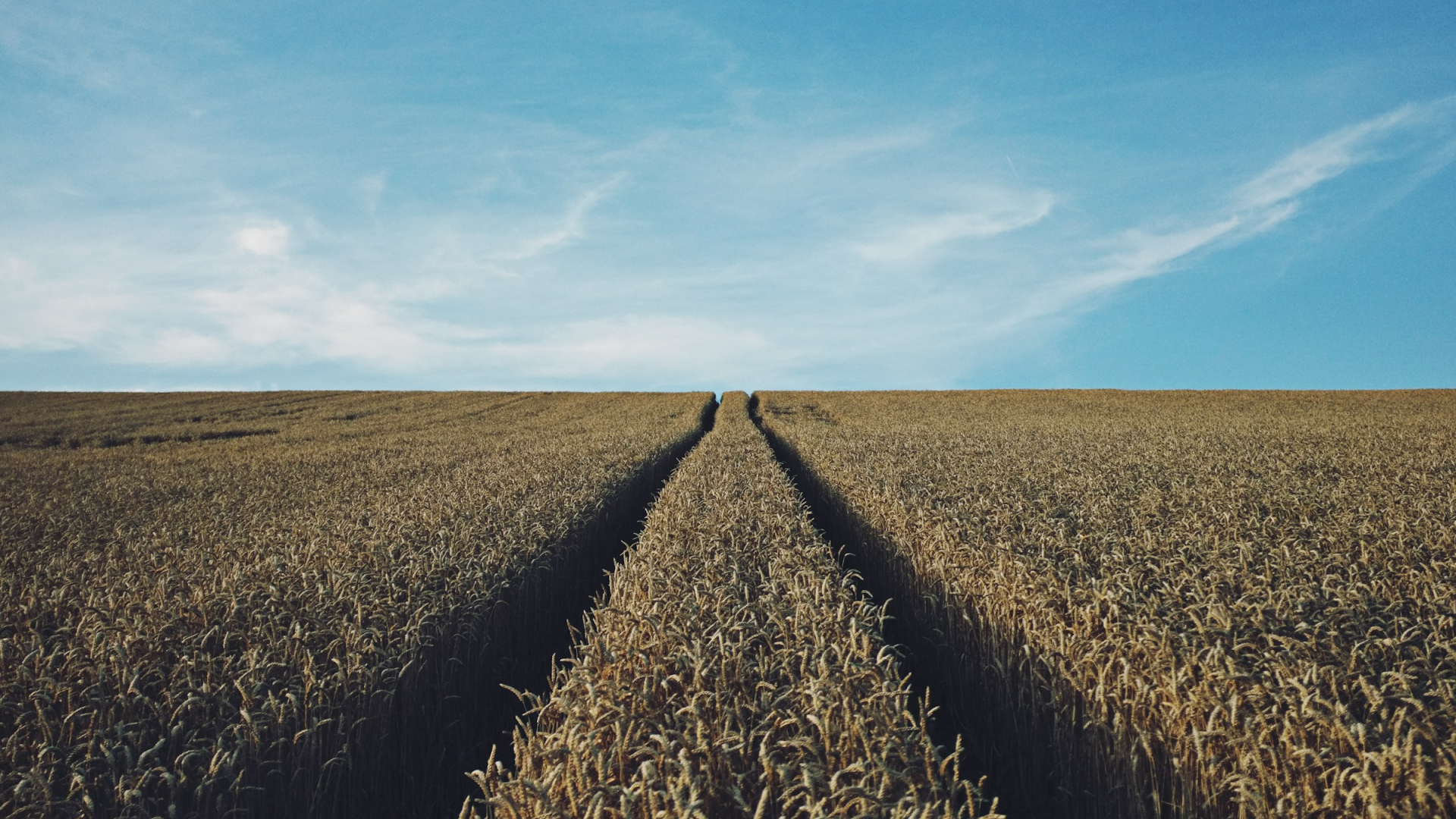 Eine weitläufige Weizenfeldlandschaft erstreckt sich bis zum Horizont unter einem klaren, blau-weißen Himmel. Zwei parallel verlaufende Fahrspuren schneiden sich symmetrisch durch das goldene Feld, was auf landwirtschaftliche Nutzung hinweist. Die Ähren stehen dicht beieinander und sind reif.