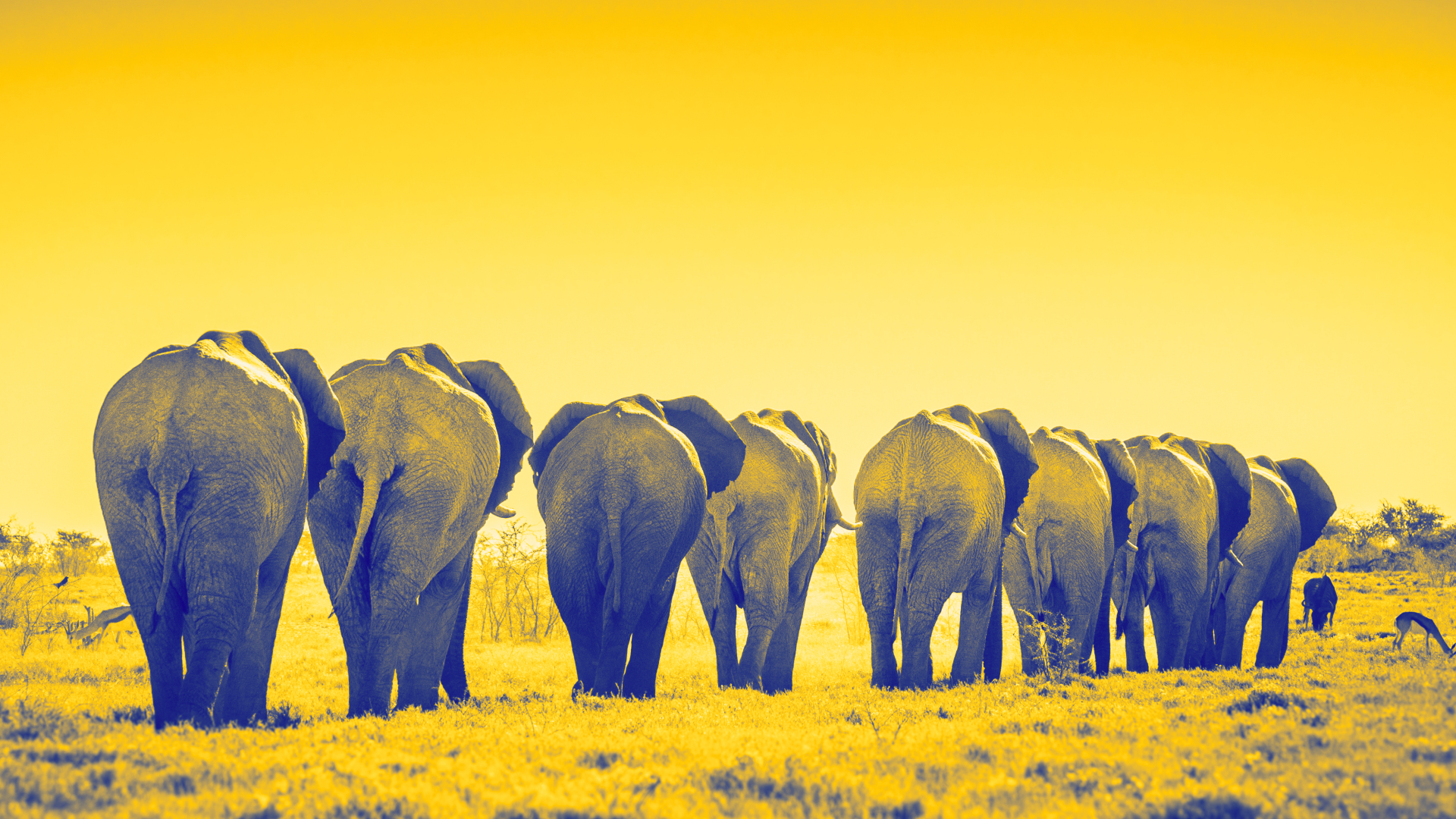 Eine Gruppe von zehn Elefanten ist von hinten zu sehen, wie sie über eine offene Savannenlandschaft laufen. Die Tiere sind in einer Linie angeordnet, ihre großen Hinterteile und Schwänze dominieren das Bild. Der Himmel und die Umgebung sind durch einen gelblichen Farbfilter verfremdet, während die Elefanten selbst in blauen Farbtönen erscheinen. Im Hintergrund sind vereinzelt Bäume und kleinere Tiere, wie Gazellen, zu erkennen. Die Szene wirkt surreal und künstlerisch.