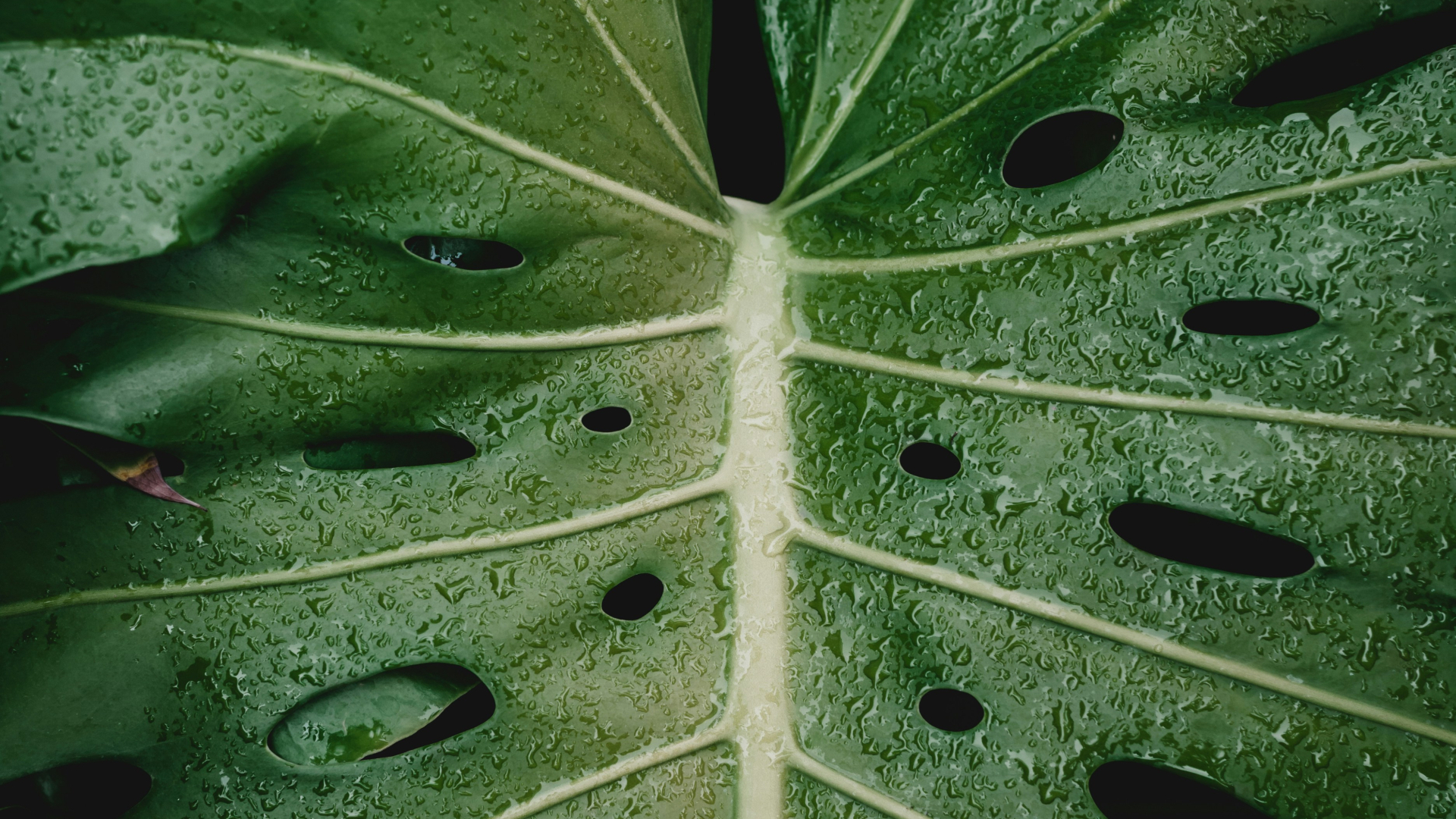 Ein Blatt in Nahaufnahme