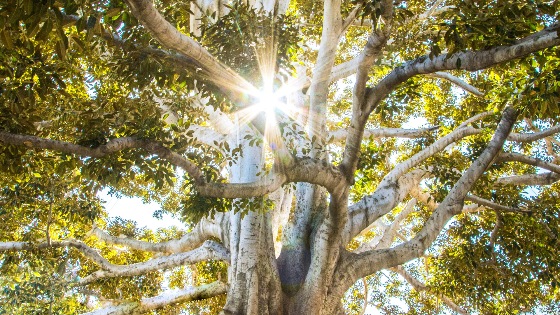 Ein imposanter, alter Baum mit einer massiven, weit verzweigten Krone und einer dicken, knorrigen Wurzelstruktur steht im Sonnenlicht. Die ausladenden Äste sind dicht mit grünen Blättern bewachsen. Die kräftige, helle Baumrinde hebt sich von den dunklen, verwobenen Wurzeln ab, die sich über den Boden ausbreiten. Durch die Äste hindurch strahlt die Sonne und erzeugt ein leuchtendes Lichtspiel mit funkelnden Reflexionen.