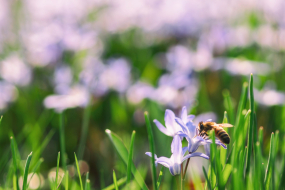 Wiese mit Blumen und einer Biene