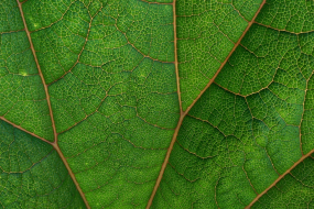 Nahaufnahme von einem grünen Blatt