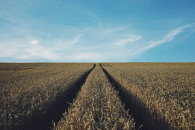 Eine weitläufige Weizenfeldlandschaft erstreckt sich bis zum Horizont unter einem klaren, blau-weißen Himmel. Zwei parallel verlaufende Fahrspuren schneiden sich symmetrisch durch das goldene Feld, was auf landwirtschaftliche Nutzung hinweist. Die Ähren stehen dicht beieinander und sind reif.