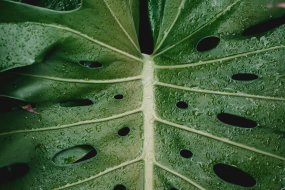 Ein Blatt in Nahaufnahme