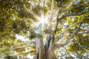 Ein imposanter, alter Baum mit einer massiven, weit verzweigten Krone und einer dicken, knorrigen Wurzelstruktur steht im Sonnenlicht. Die ausladenden Äste sind dicht mit grünen Blättern bewachsen. Die kräftige, helle Baumrinde hebt sich von den dunklen, verwobenen Wurzeln ab, die sich über den Boden ausbreiten. Durch die Äste hindurch strahlt die Sonne und erzeugt ein leuchtendes Lichtspiel mit funkelnden Reflexionen.