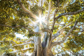 Ein imposanter, alter Baum mit einer massiven, weit verzweigten Krone und einer dicken, knorrigen Wurzelstruktur steht im Sonnenlicht. Die ausladenden Äste sind dicht mit grünen Blättern bewachsen. Die kräftige, helle Baumrinde hebt sich von den dunklen, verwobenen Wurzeln ab, die sich über den Boden ausbreiten. Durch die Äste hindurch strahlt die Sonne und erzeugt ein leuchtendes Lichtspiel mit funkelnden Reflexionen.