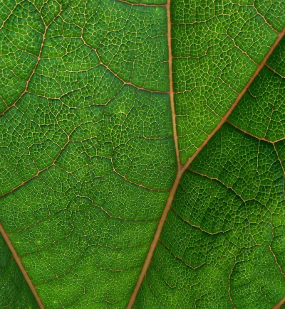 Nahaufnahme von einem grünen Blatt