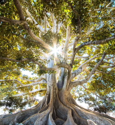 Ein imposanter, alter Baum mit einer massiven, weit verzweigten Krone und einer dicken, knorrigen Wurzelstruktur steht im Sonnenlicht. Die ausladenden Äste sind dicht mit grünen Blättern bewachsen. Die kräftige, helle Baumrinde hebt sich von den dunklen, verwobenen Wurzeln ab, die sich über den Boden ausbreiten. Durch die Äste hindurch strahlt die Sonne und erzeugt ein leuchtendes Lichtspiel mit funkelnden Reflexionen.