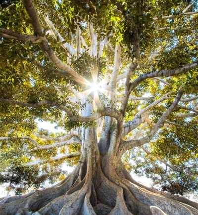 Ein imposanter, alter Baum mit einer massiven, weit verzweigten Krone und einer dicken, knorrigen Wurzelstruktur steht im Sonnenlicht. Die ausladenden Äste sind dicht mit grünen Blättern bewachsen. Die kräftige, helle Baumrinde hebt sich von den dunklen, verwobenen Wurzeln ab, die sich über den Boden ausbreiten. Durch die Äste hindurch strahlt die Sonne und erzeugt ein leuchtendes Lichtspiel mit funkelnden Reflexionen.