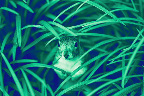 Ein Eichhörnchen versteckt in Blättern / Grashalmen